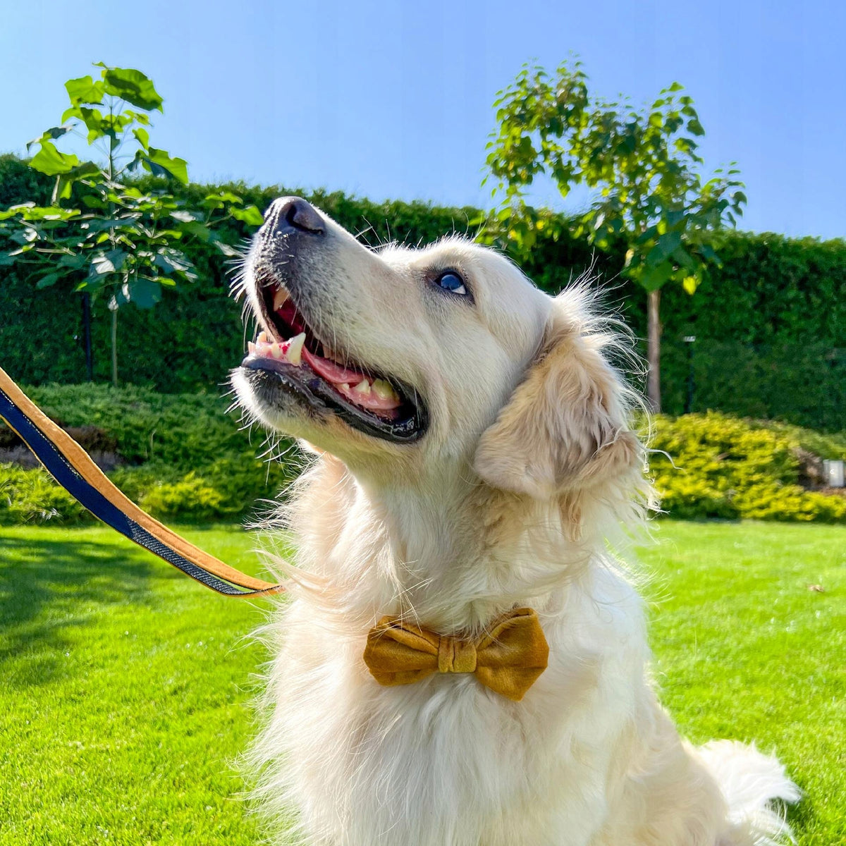 Large Dog Collar with Fly, Collar Set with Bow - Yellow, L Packaging status original