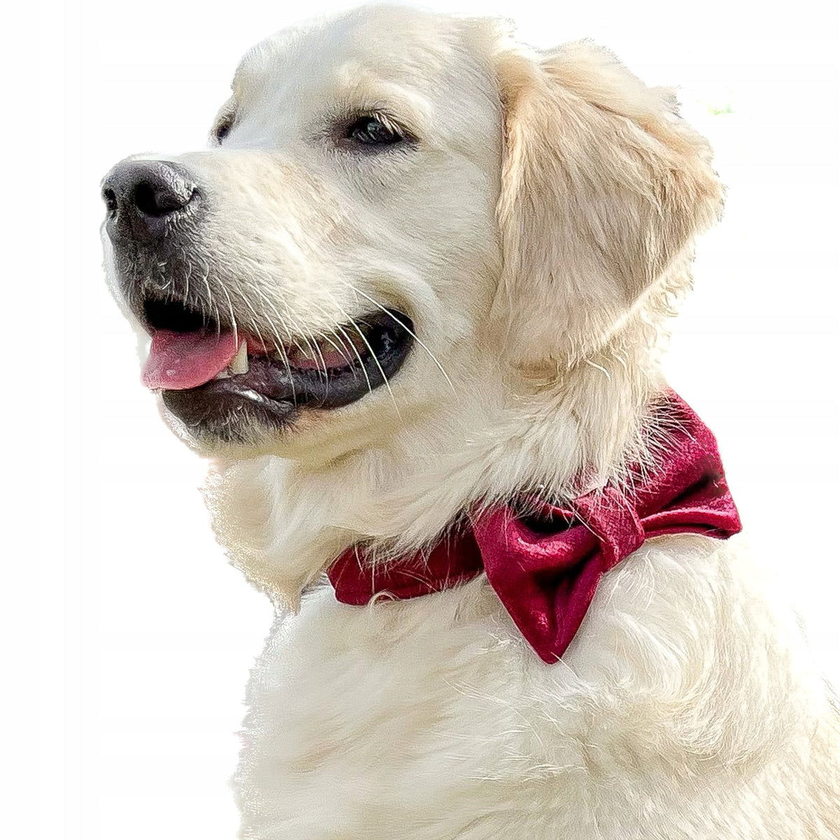 Large Dog Collar with Fly, Collar and Bow Tie Set - Cherry, L Packaging status original