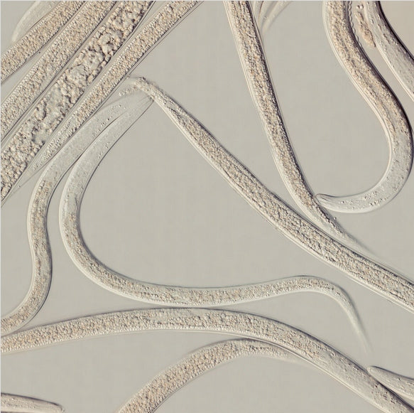 Larvanem Nematodes 10 million larvae swelling Manufacturer BESTICO