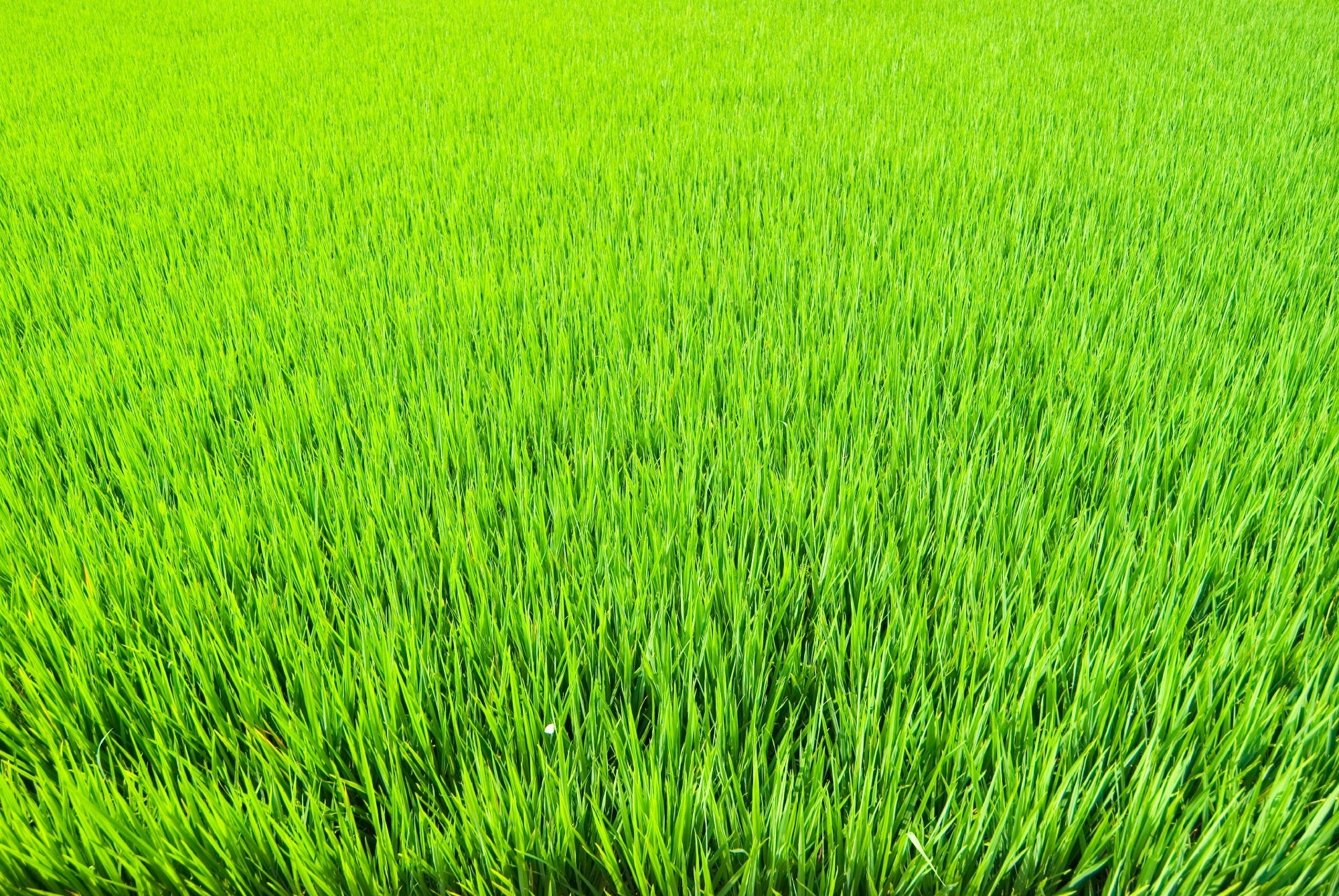 Lawn Fertilizer 2kg (2x1kg) Granulated ZIEMOVIT FREEBIE Biostarter Manufacturer code TZ-010