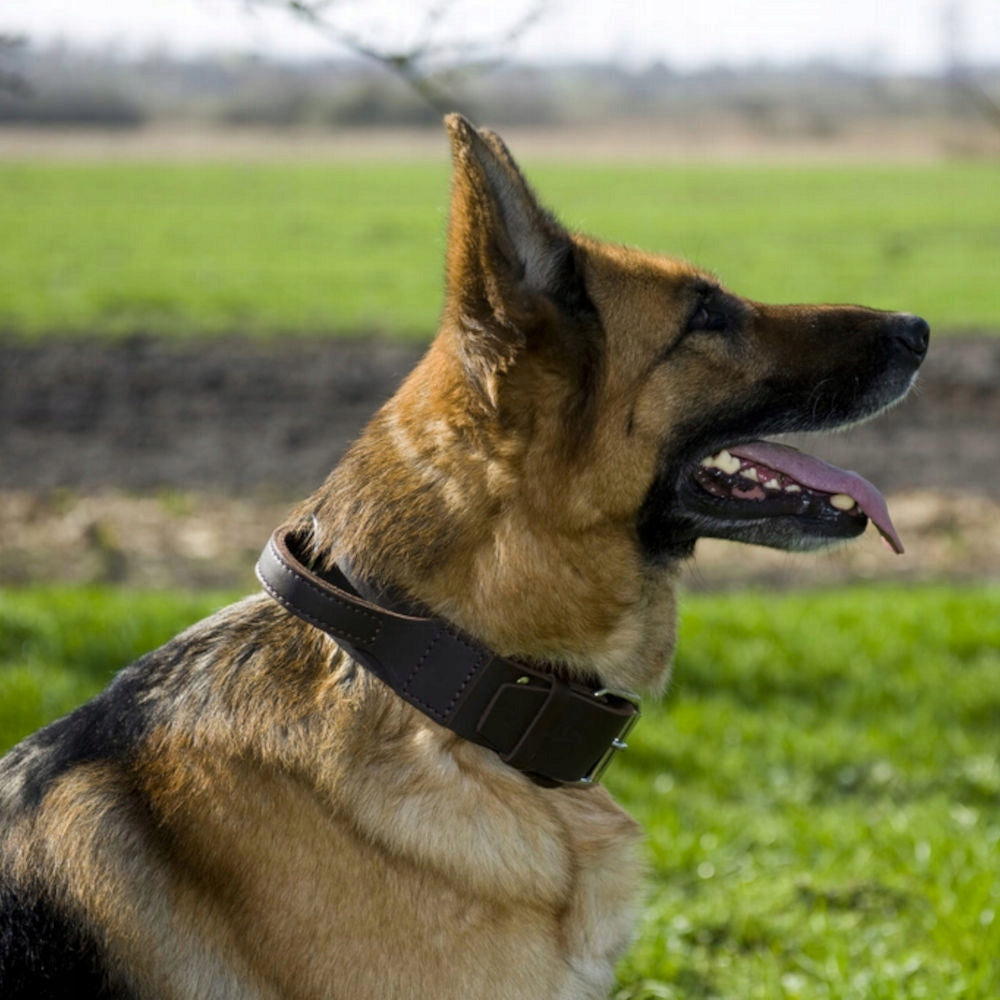 Leather collar with handle for dog DINGO SOFT 2,5x60 Manufacturer code 13102