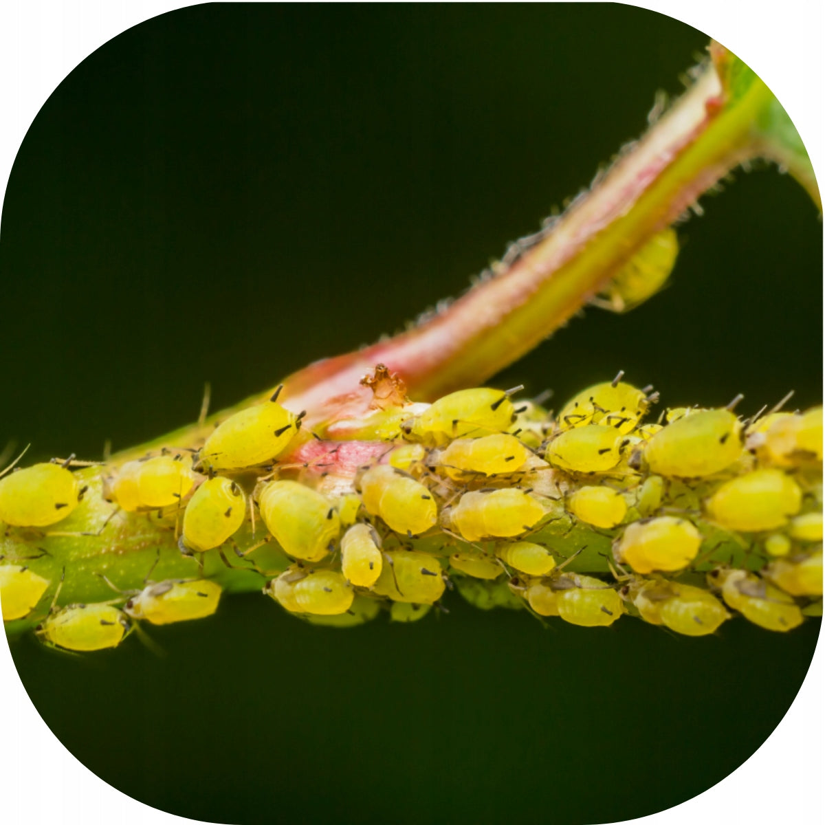 Limocide 3in1 SPRAYING FOR DISEASES SPIDER MITES MILDEW MOLD RUST APHIDS 30ml Manufacturer code środek na owady grzyby naturalny przędziorek