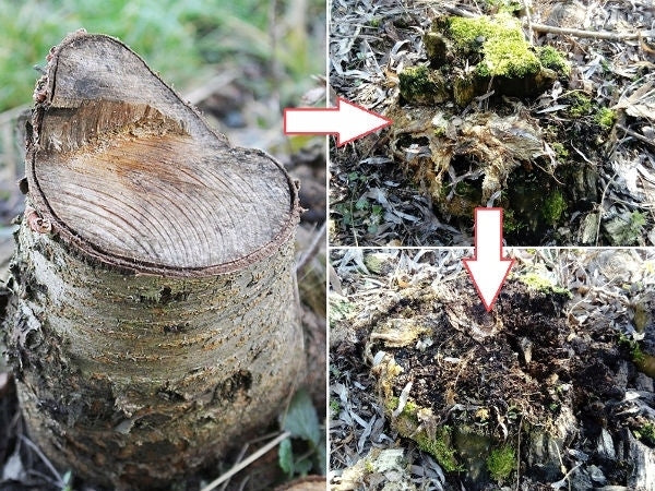 Live mycelium for removing tree trunks and roots Manufacturer code 5906874355145