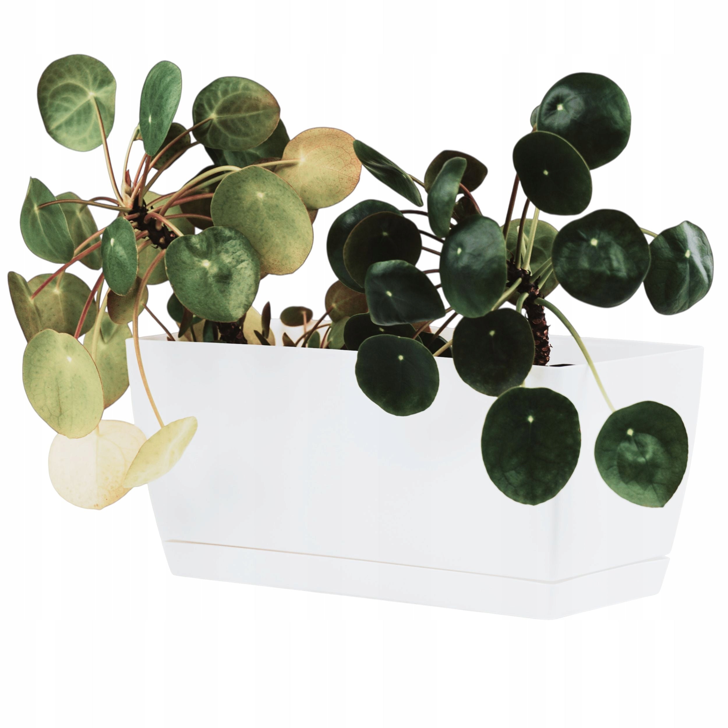 Low rectangular flower pot in gloss 29cm Planter + stand Manufacturer code ZS-DUPP300_S449
