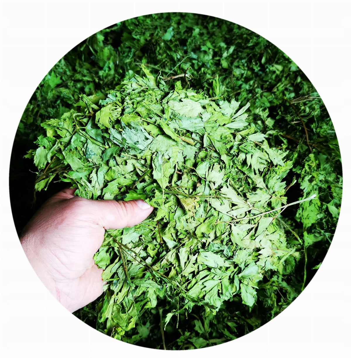 Lubczyk garden natka herb whole - 6000g