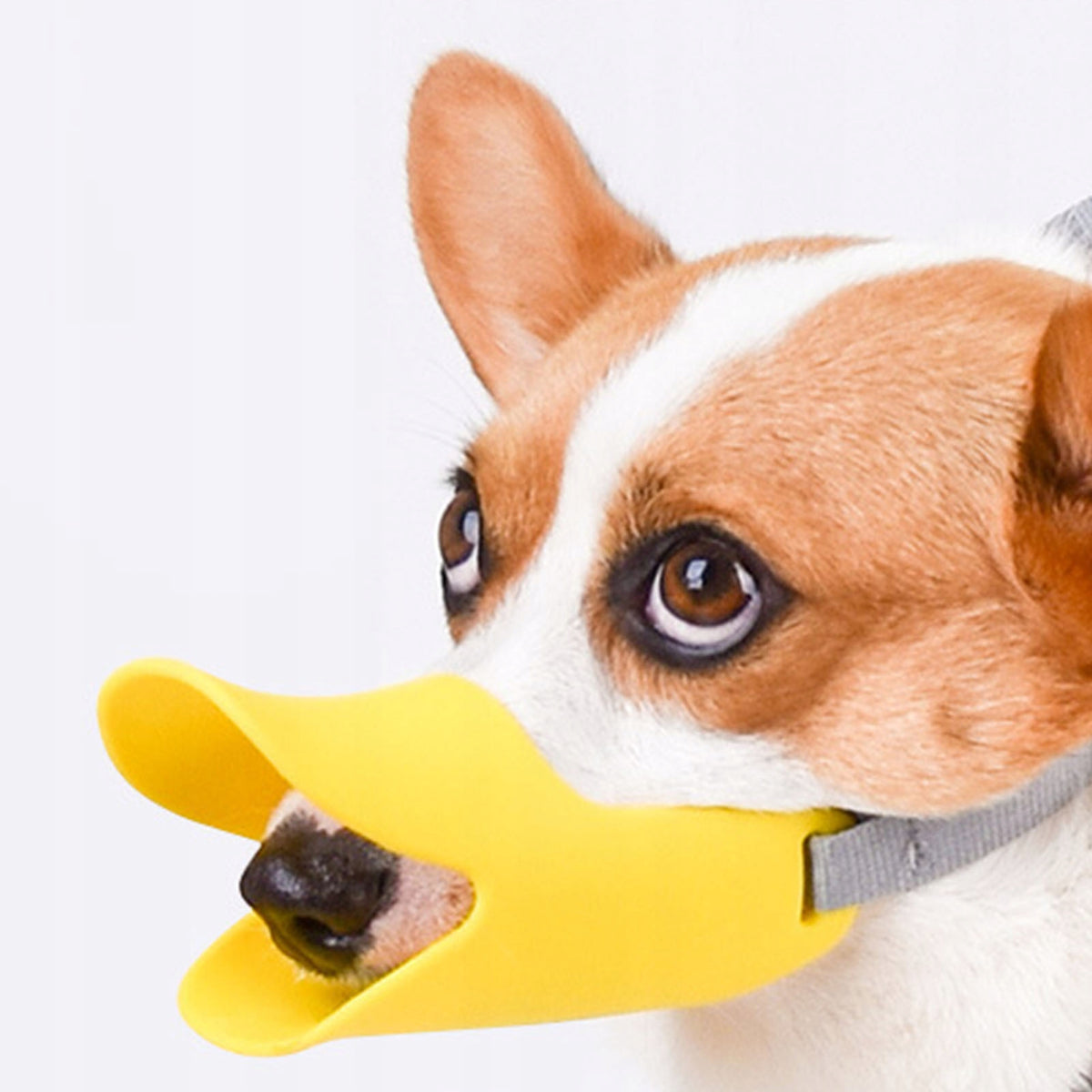 MATERIAL MUZZLE ADJUSTABLE M FOR SMALL DOG Packaging status original