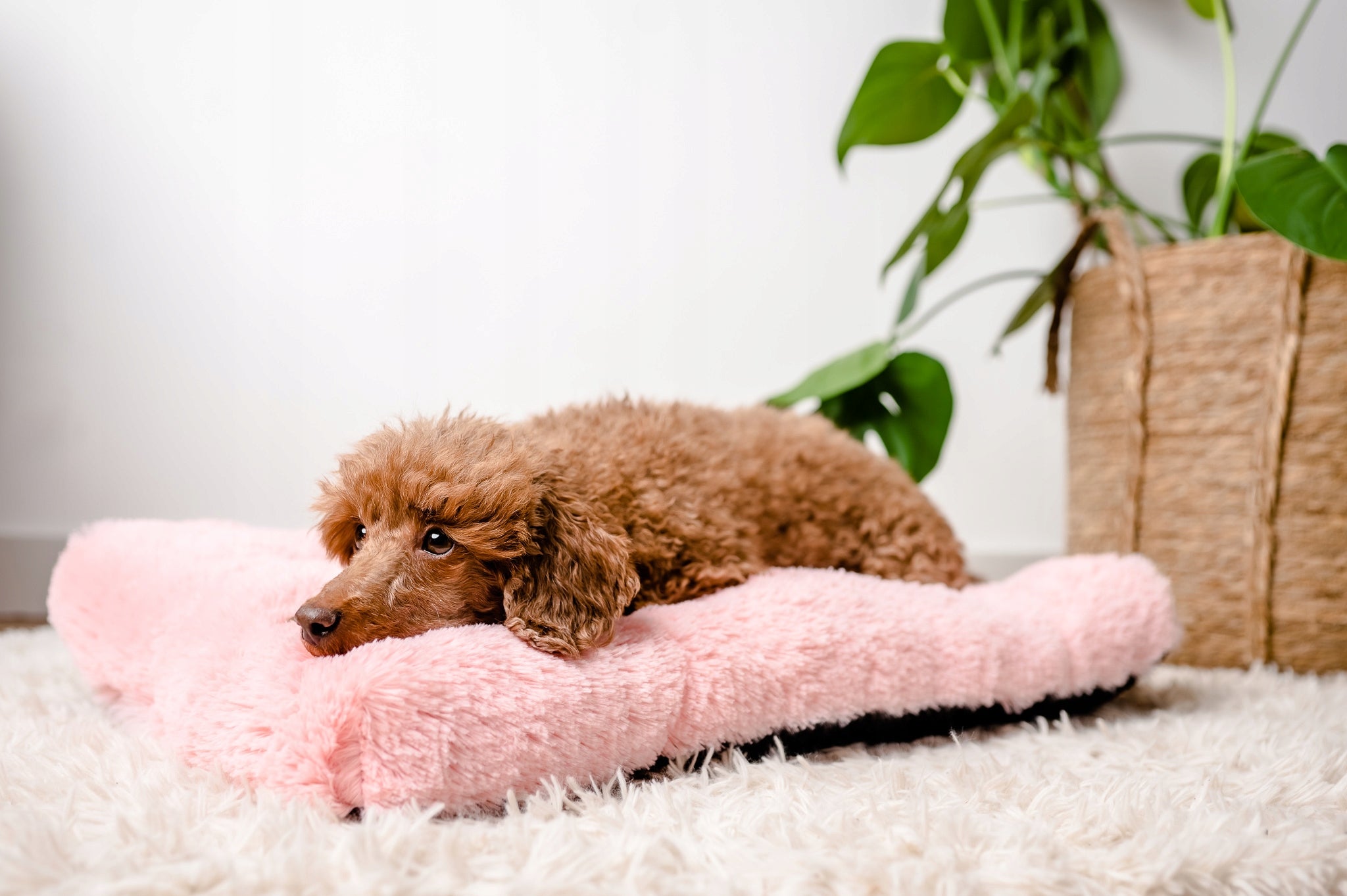 MIMIKO Pets Rectangular Shaggy Bed L 65x45cm pink EAN (GTIN) 5903949850727