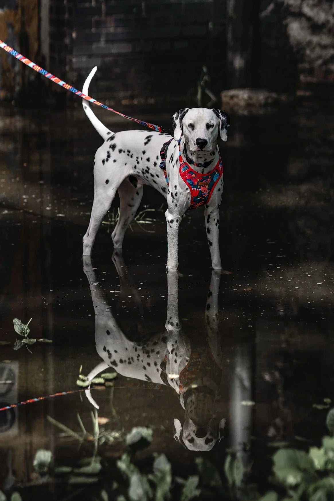 MODERN DOUBLE BINDER for large dogs CONNECTOR 1,78 m tape 2,5 cm Ukory PATTERN Kind for two dogs