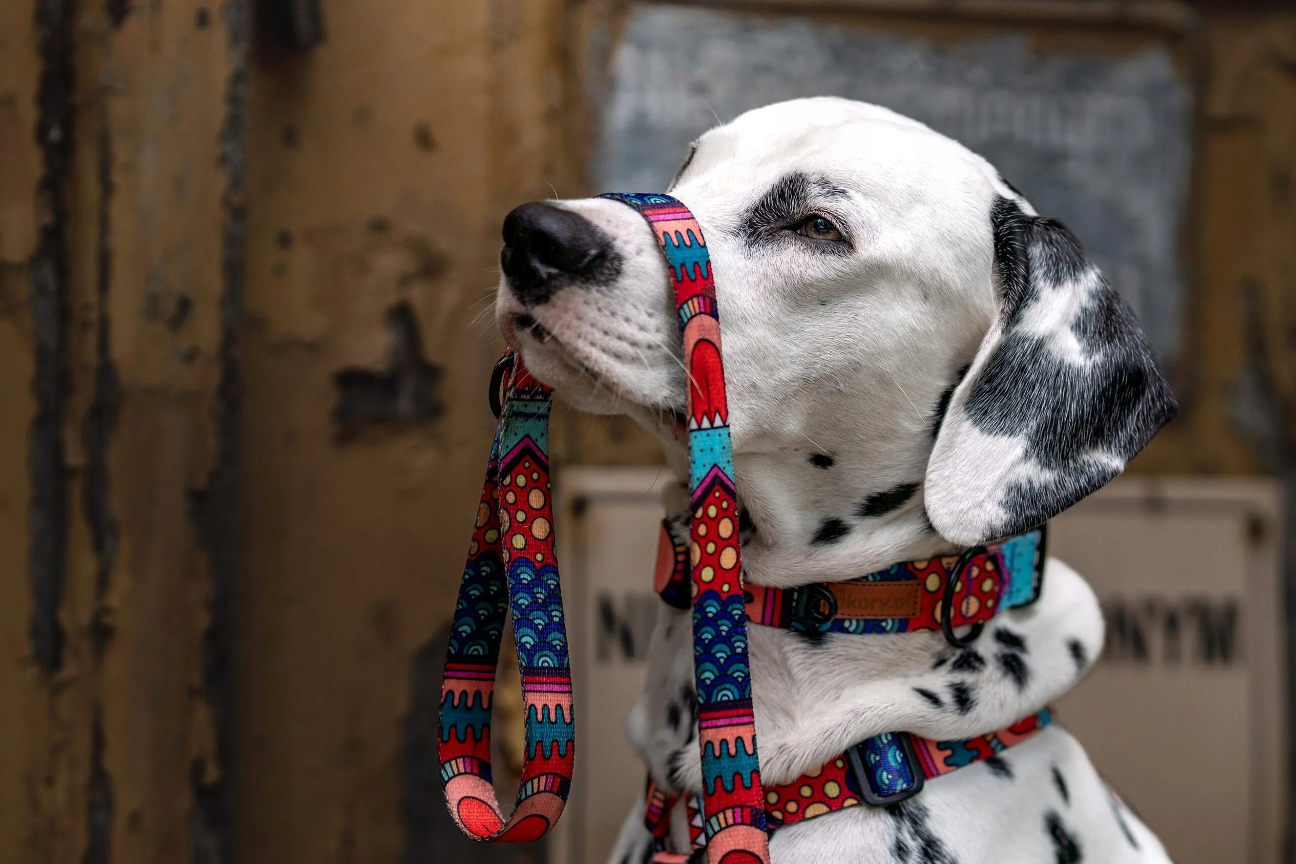 MODERN DOUBLE BINDER for large dogs CONNECTOR 1,78 m tape 2,5 cm Ukory PATTERN Manufacturer code Smycz Dwójnik 140 cm 2,5 cm PIES PIESKOWY SEN
