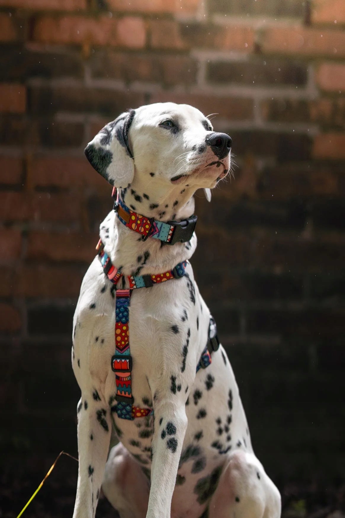 MODERN DOUBLE BINDER for large dogs CONNECTOR 1,78 m tape 2,5 cm Ukory PATTERN Material tape