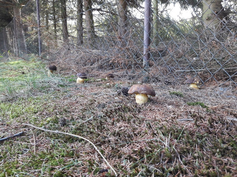 MUSHROOM BROWN MUSHROOMS in the Garden EAN (GTIN) 5906874355121