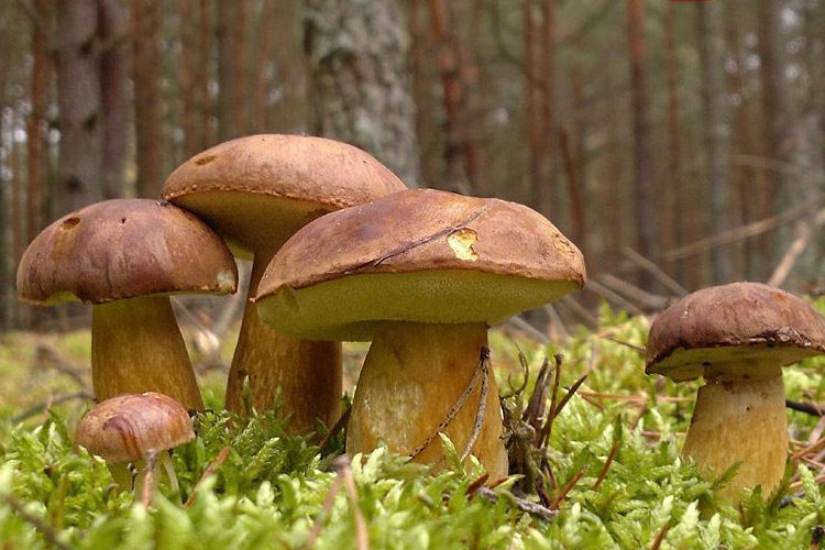 MUSHROOM BROWN MUSHROOMS in the Garden Manufacturer Mycelium