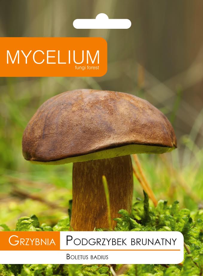 MUSHROOM BROWN MUSHROOMS in the Garden