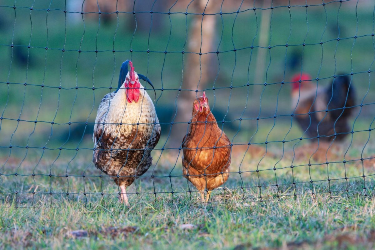Mesh Birds Starlings Balcony 10x10m For Chicken Coop Tree Thick Weave Brand Rolmarket