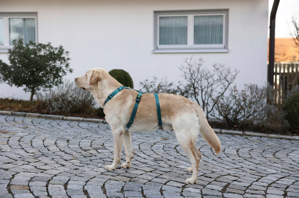 Miami Dog Harness, 15 mm, 38-52 cm, Turquoise, Kerbl Packaging status original