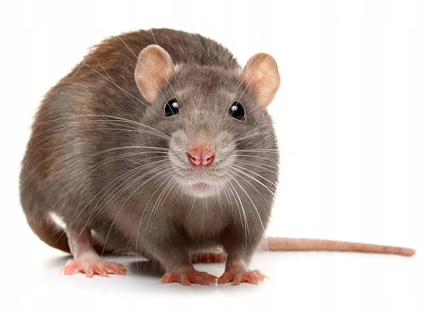 Mouse Poison Rats Patenrat Pellet 1kg Bromadiolone Granules Kind poison