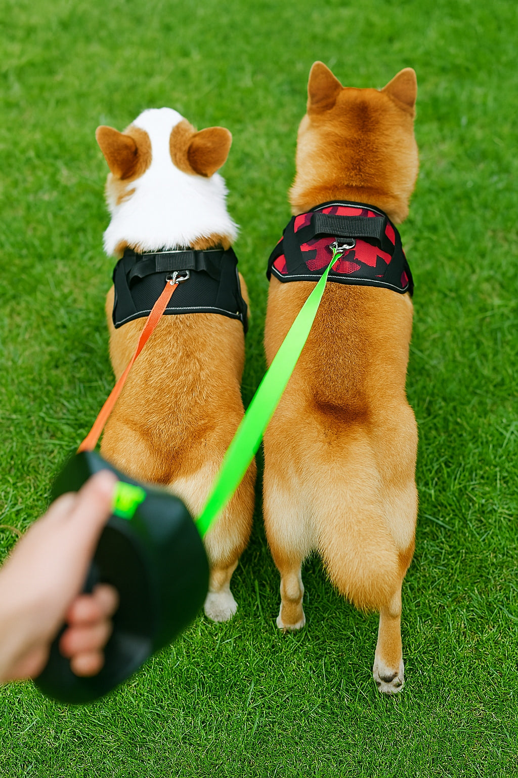 Multifunctional automatic leash for two dogs, cats with flashlight + FREEBIE Kind automatic