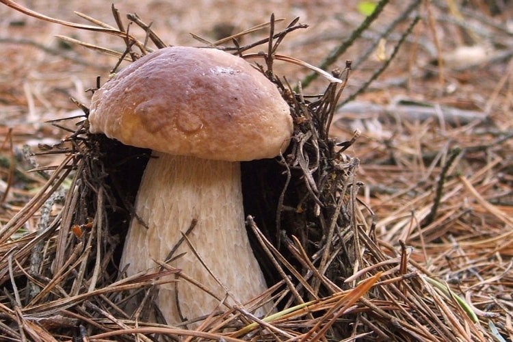Mushroom BOROWIK NOBLE mushrooms BOROWIK Mycelium Manufacturer Mycelium