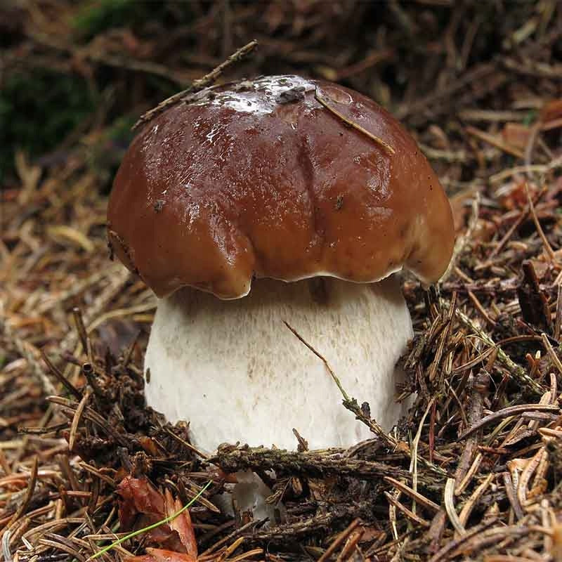 Mushroom Borowik Noble 100 – 150g /Mycorrhiza for Garden/Borowiki Mushrooms Manufacturer code 3779