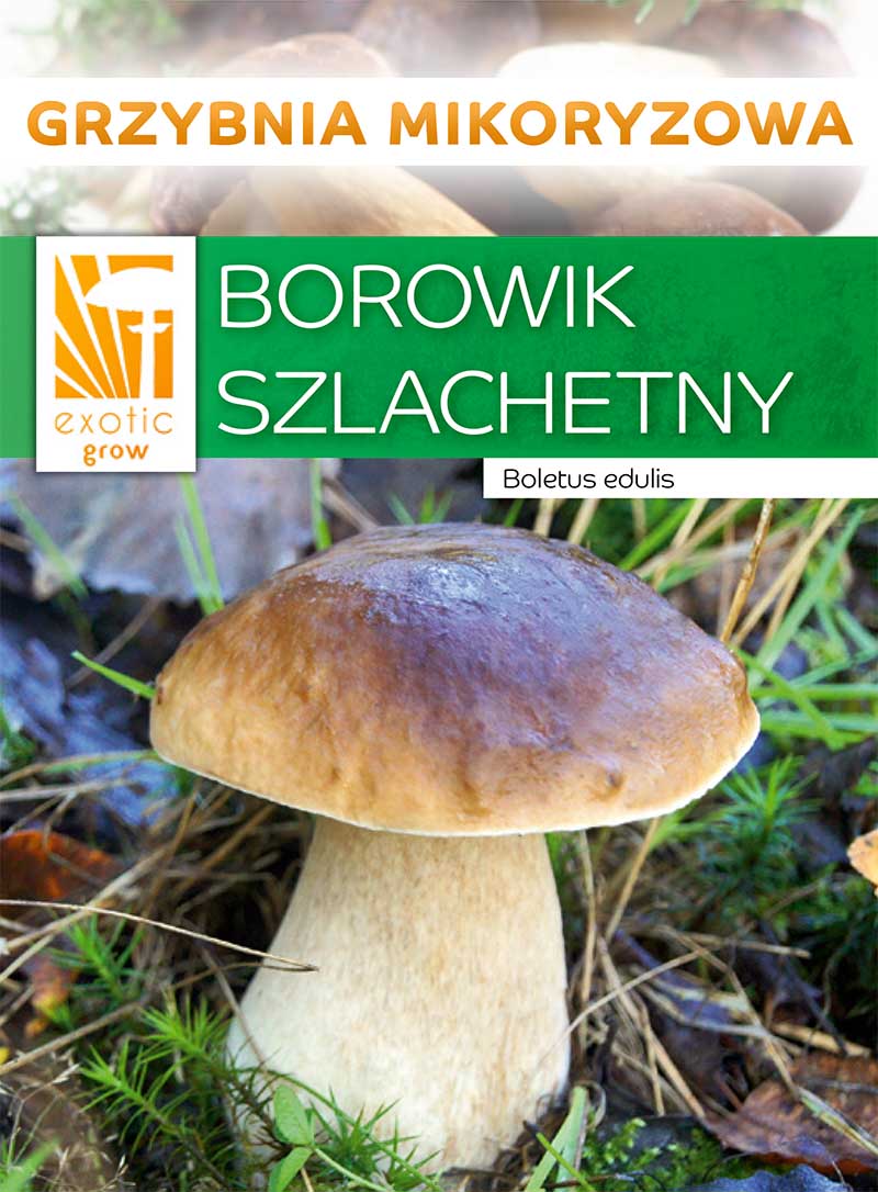 Mushroom Borowik Noble 100 – 150g /Mycorrhiza for Garden/Borowiki Mushrooms