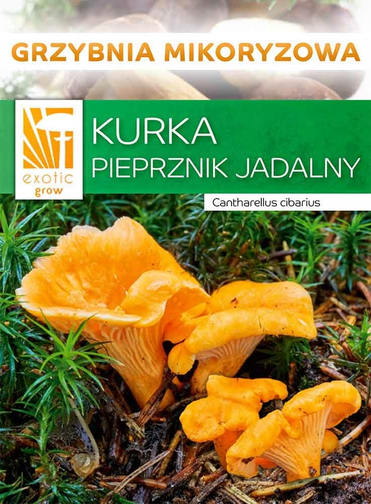 Mushroom KURKA cantharellus cibarius mycorrhiza for garden Manufacturer Exotic Grow