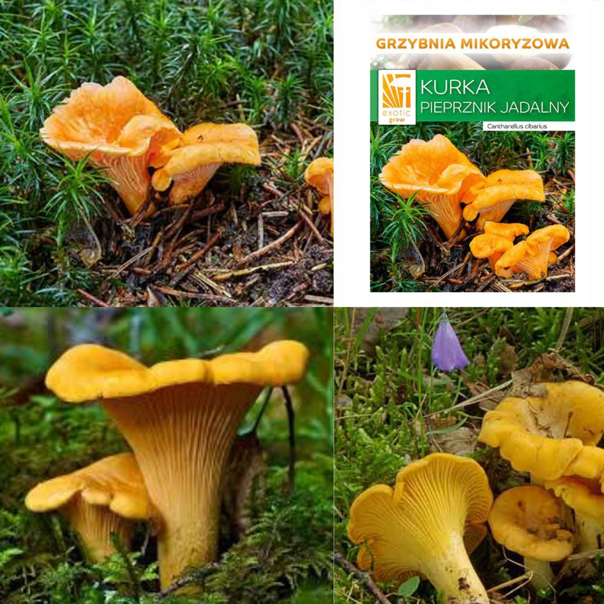 Mushroom KURKA cantharellus cibarius mycorrhiza for garden