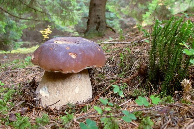 Mushroom mycelium forest mushrooms Manufacturer code Grzybnia Borowik Sosnowy