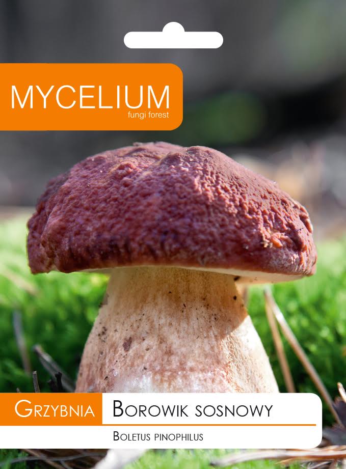 Mushroom mycelium forest mushrooms