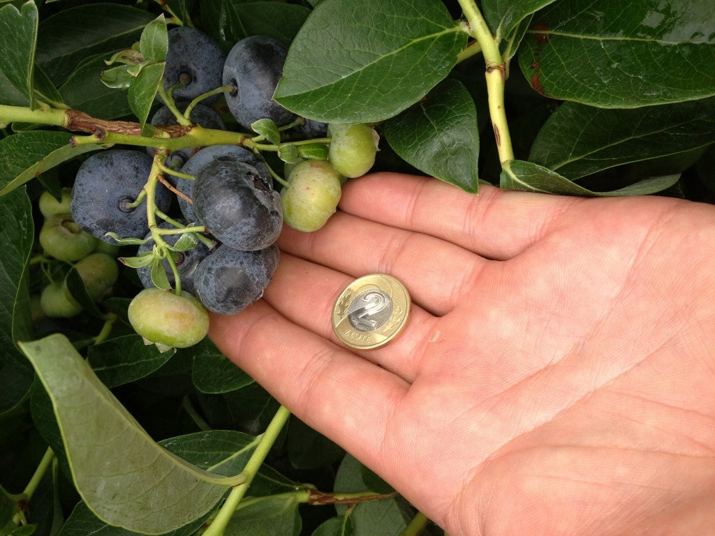 Mycorrhiza fertilizer for BLUEBERRIES large fruit 1,5l (30 doses) Manufacturer Mycelium
