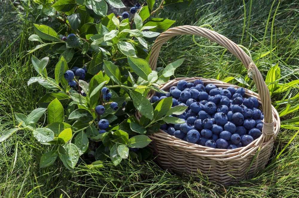 Mycorrhiza fertilizer for BLUEBERRIES large fruit 1,5l (30 doses) Manufacturer code Mikoryza do borówek i  wrzosowatych