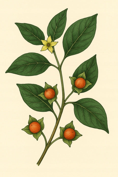 NANGA Magiczny Ogród - ASHWAGANDHA extract of the root of the lethargic Vegetable 100 ml Manufacturer code 5903076409898