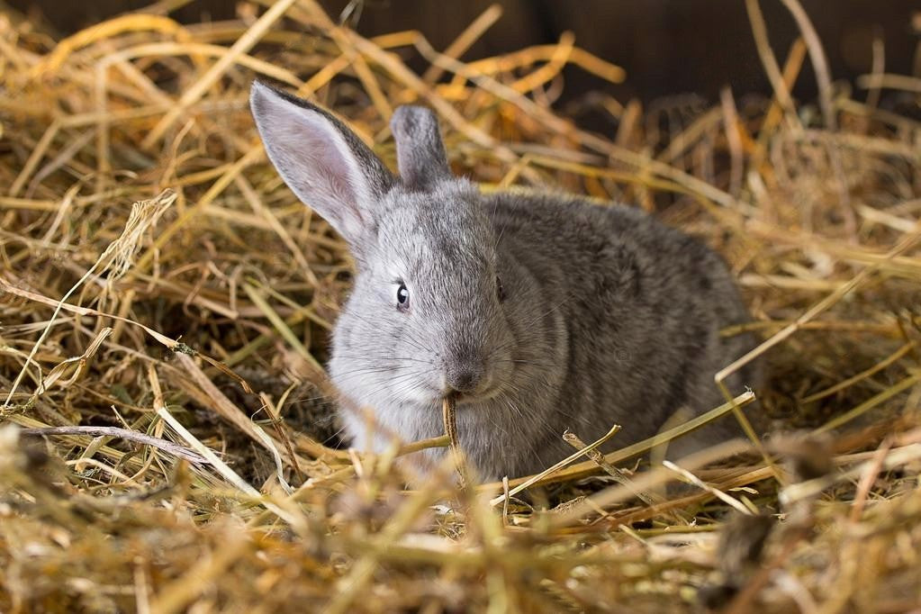NATURAL LITTER substrate HAY mulch for cat RODENT RABBIT litter box Volume 25 l