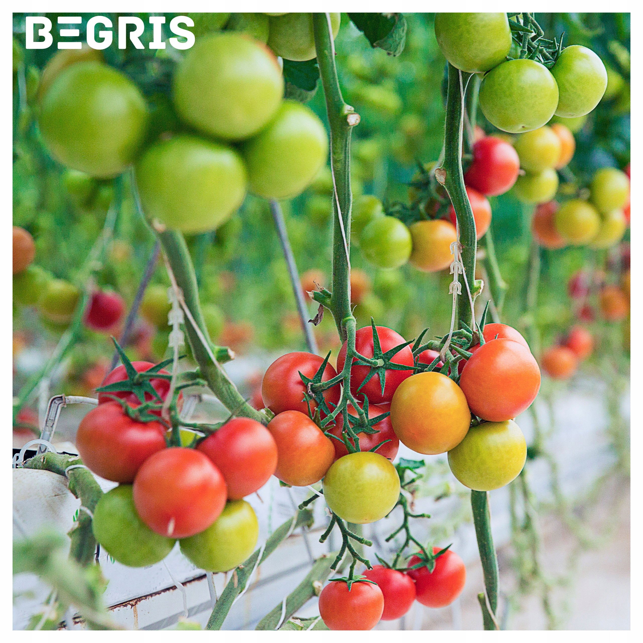 NET SUPPORT VEGETABLES CLIMBING PLANTS 2X10M 15X17CM 8G/M2 FOR SUPPORT Kind mesh