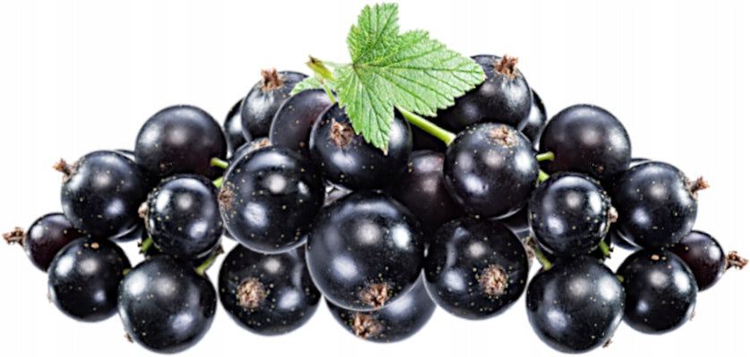 NFC Currant Juice 100% Pressed WITHOUT SUGAR 5L Brand Sadvit