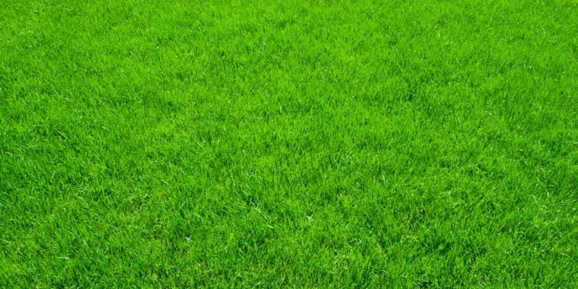 NOVATEC CLASSIC 12-8-16 25KG SUMMER LAWN GRASS FERTILIZER WITH INHIBITOR Manufacturer code Novatec Classic