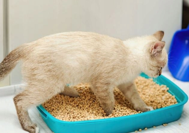 Natural CORN RABBIT CAT Litter 5L Brand BioFeed
