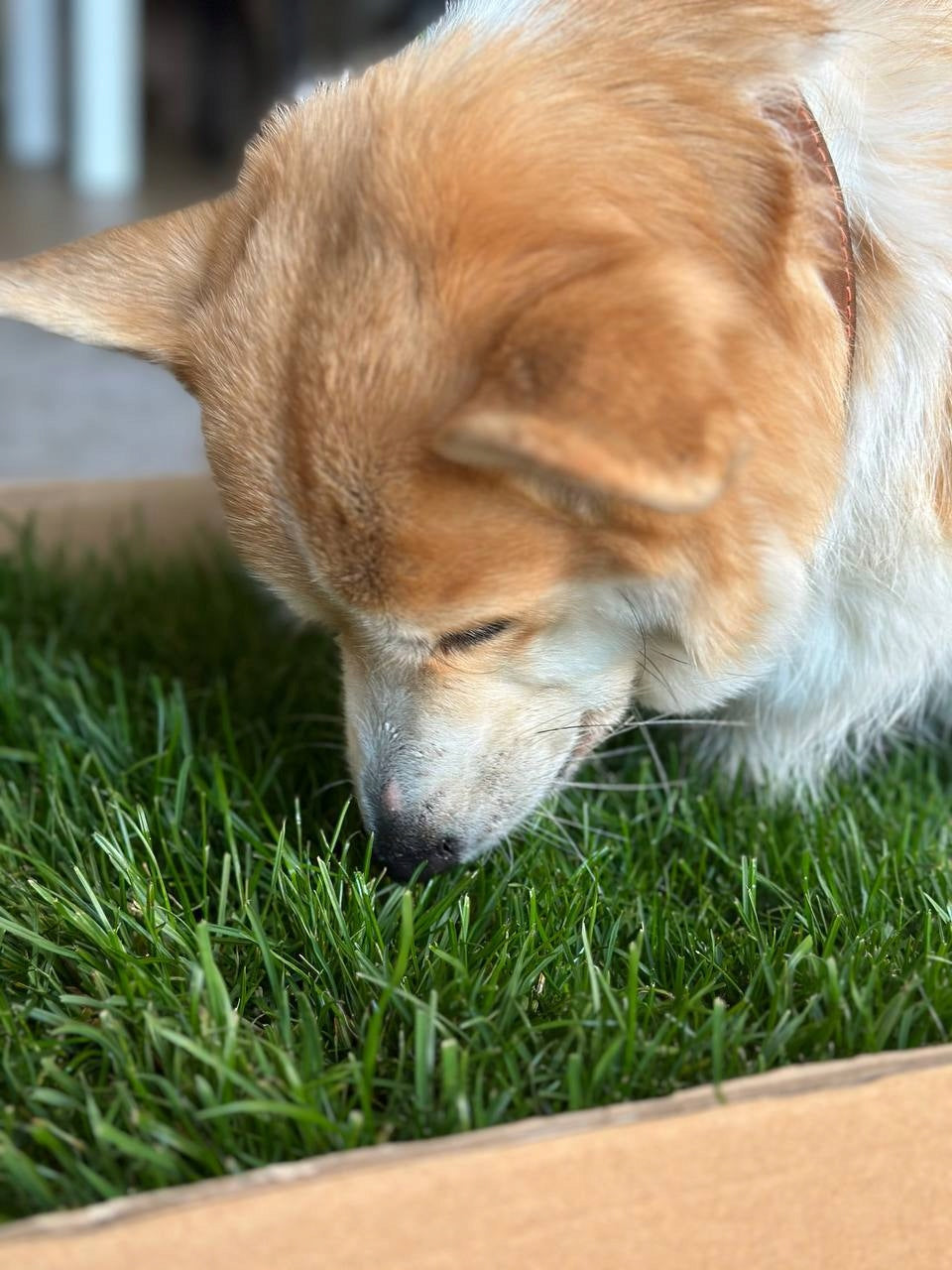 Natural Grass Dog Cuvette 100x50cm Toilet Length 100 cm