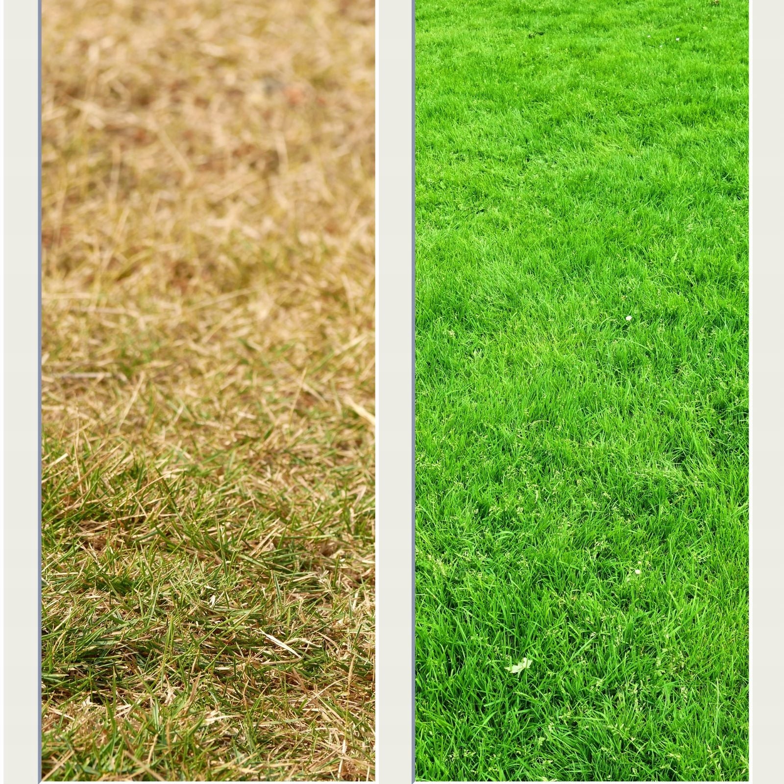 Langzeit-PROF-Dünger für brenngefährdete Rasenflächen 25 kg Turfprof Tensio 