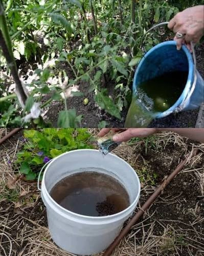 Nettle concentrate 5 L - Nettle manure - Super effective 1:10 Manufacturer no brand