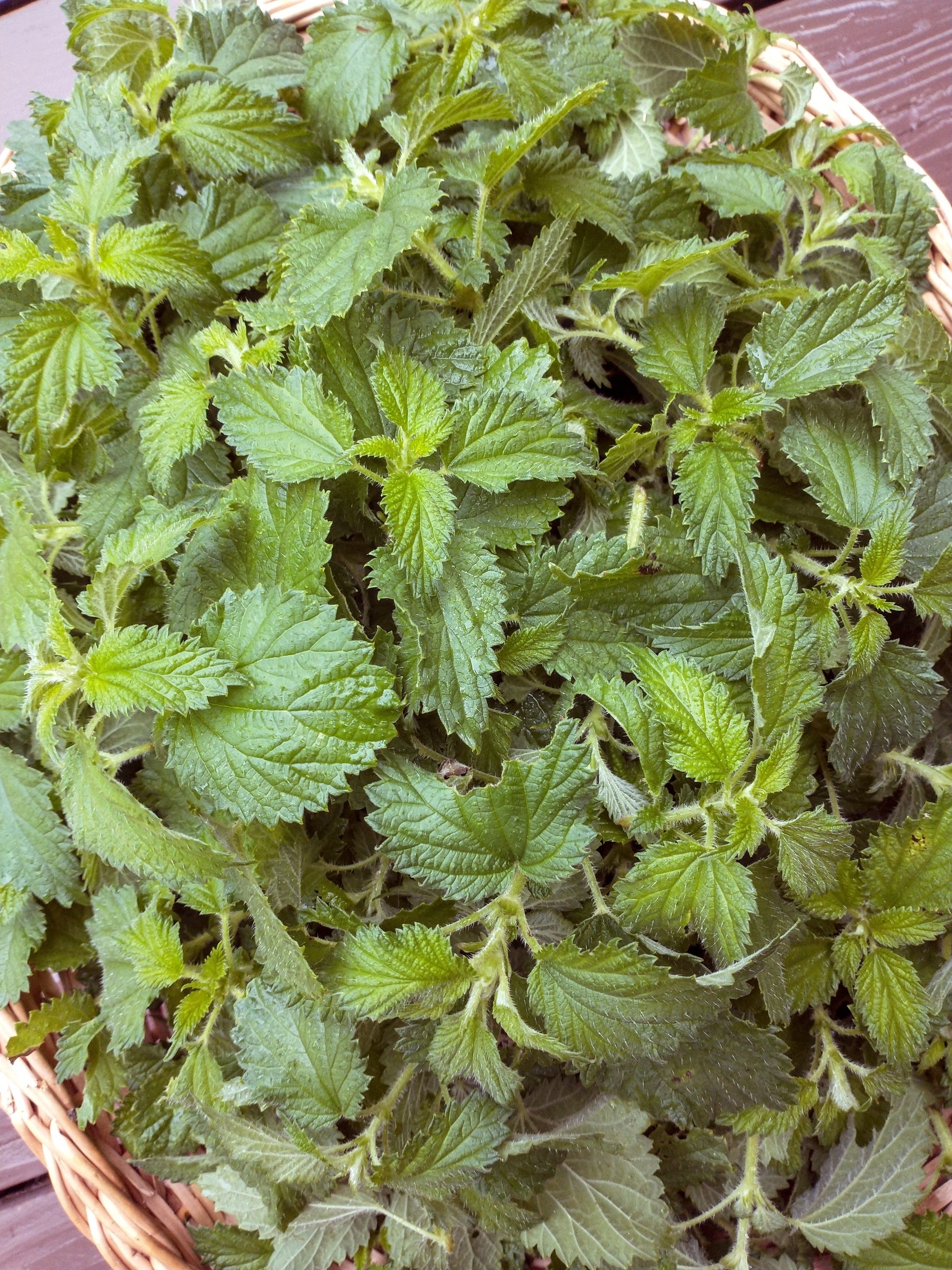 Nettle concentrate 5 L - Nettle manure - Super effective 1:10 Packaging status original