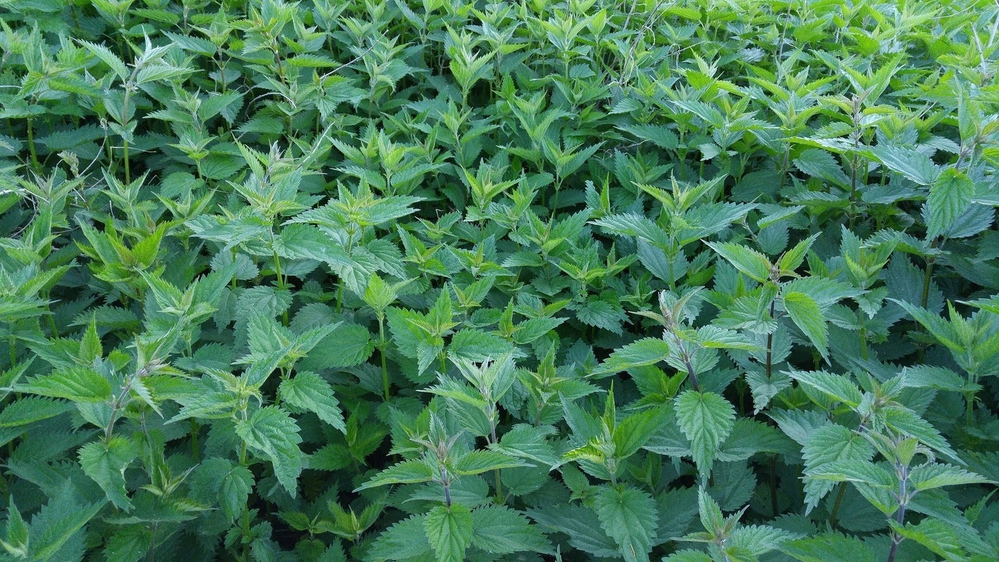 Nettle fertilizer stimulator UNFILTERED 5L+0,3L manure Healthy from Nature Manufacturer code PA-821778
