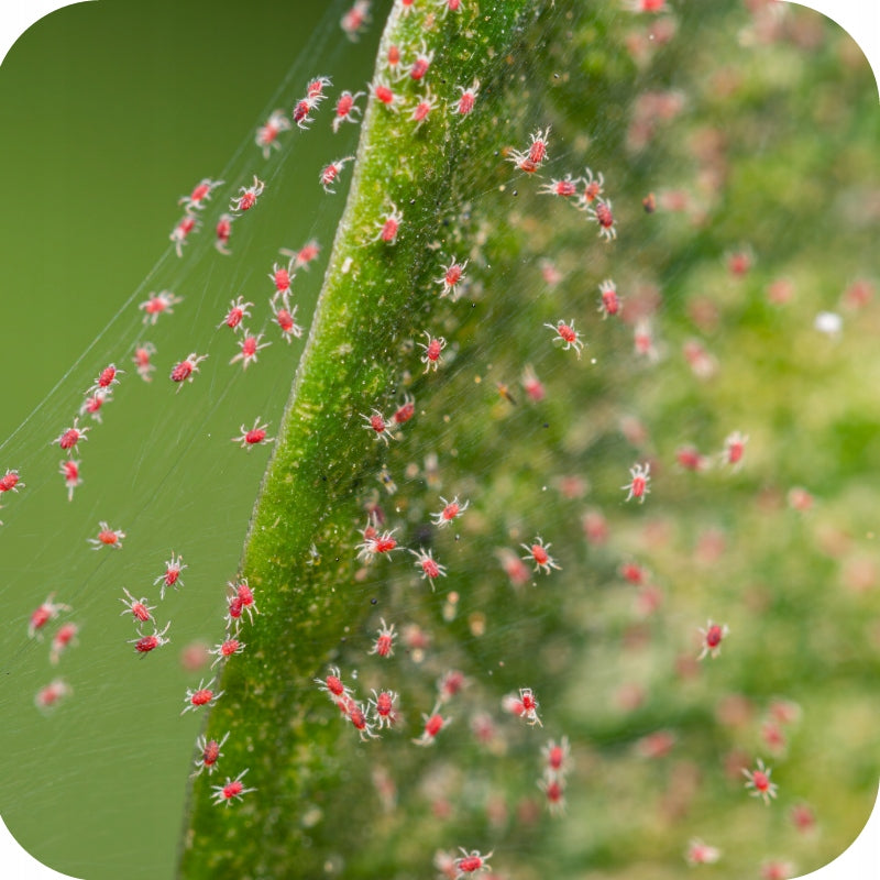 Next Pro 1l ECO-FRIENDLY UNIVERSAL INSECTICIDE SPIDER MITE APHIDS Purpose insecticidal, against insects
