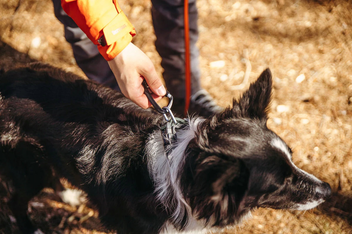 Non-stop Dogwear ROAM collar Collar Size: 3XL, Orange Manufacturer code 3486