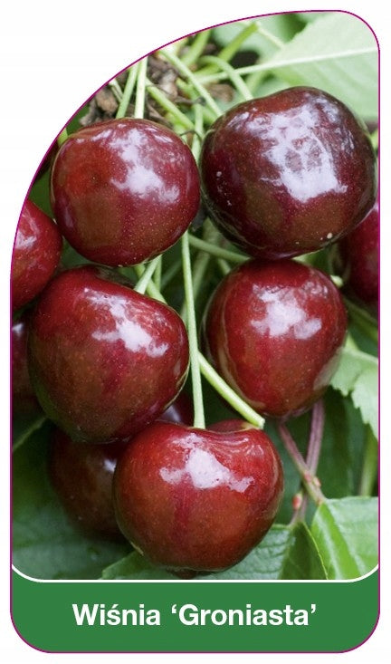 Nursery label Cherry 'Groniasta'