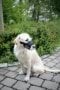 Nylon muzzle for dog, 14 - 20 cm x 6,5 cm, Kerbl