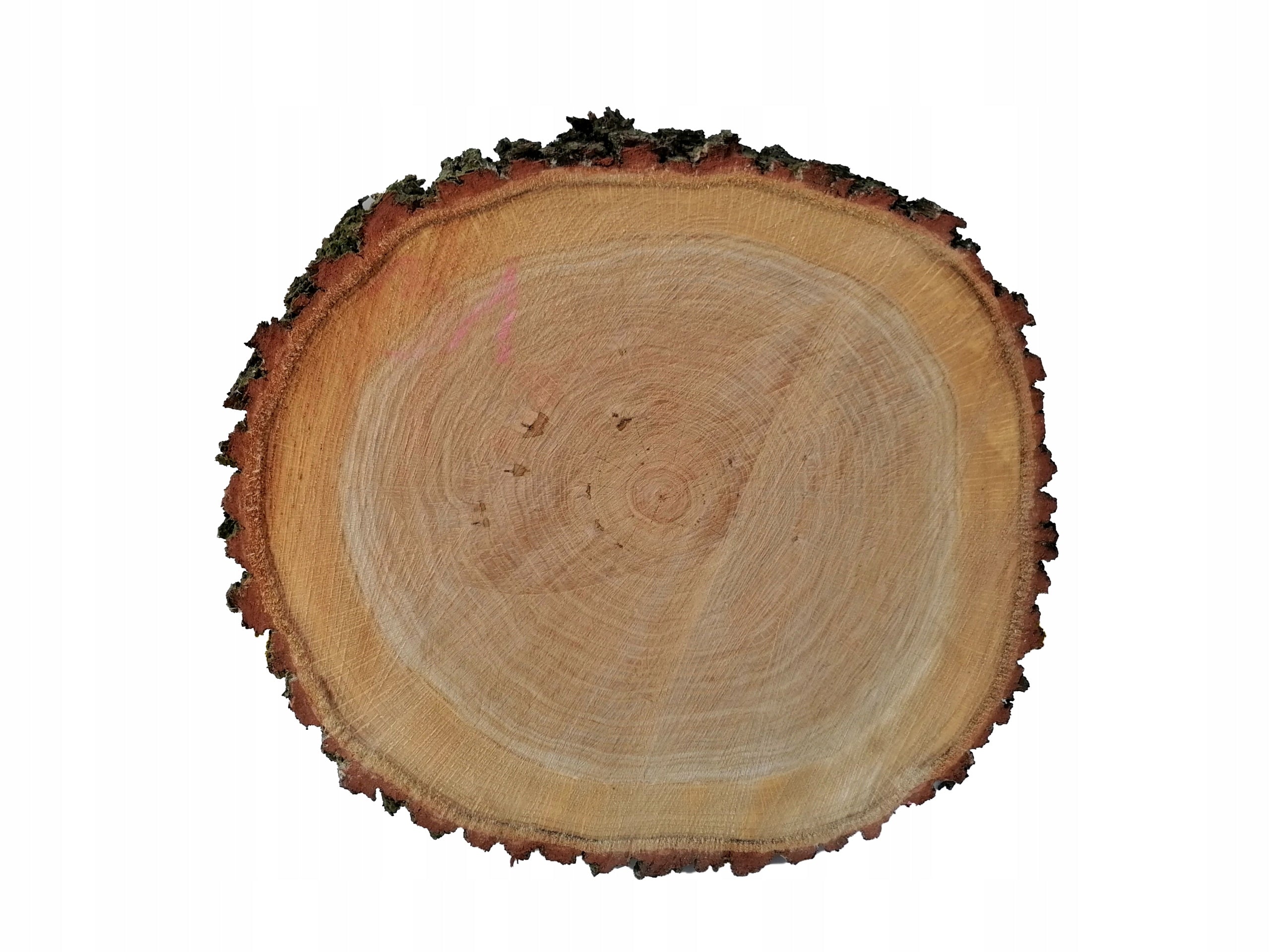 OAK patch oak diameter 45 cm