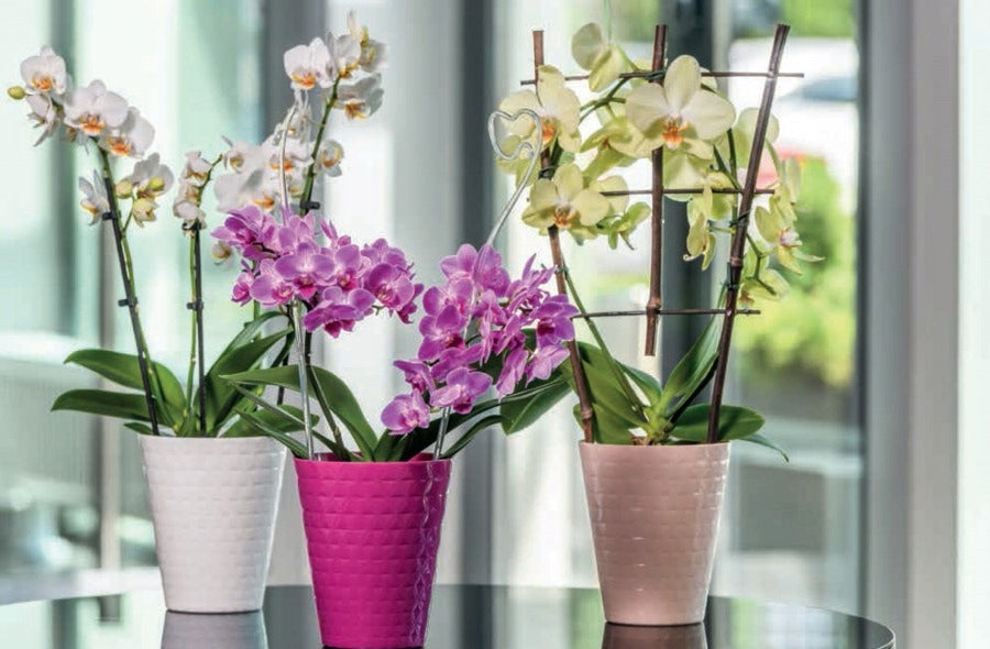 ORCHID pot cover DIAMOND diameter 12,7CM WHITE GLOSS Form-plastic EAN (GTIN) 5907474356280