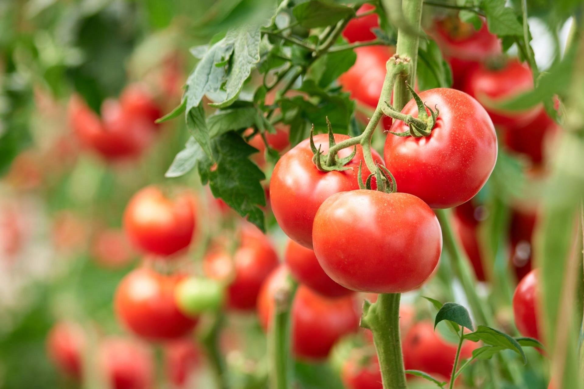 ORGANIC GRANULATED TOMATO FERTILIZER VIANO MIXPROF 3KG AGRECOL Packaging status original