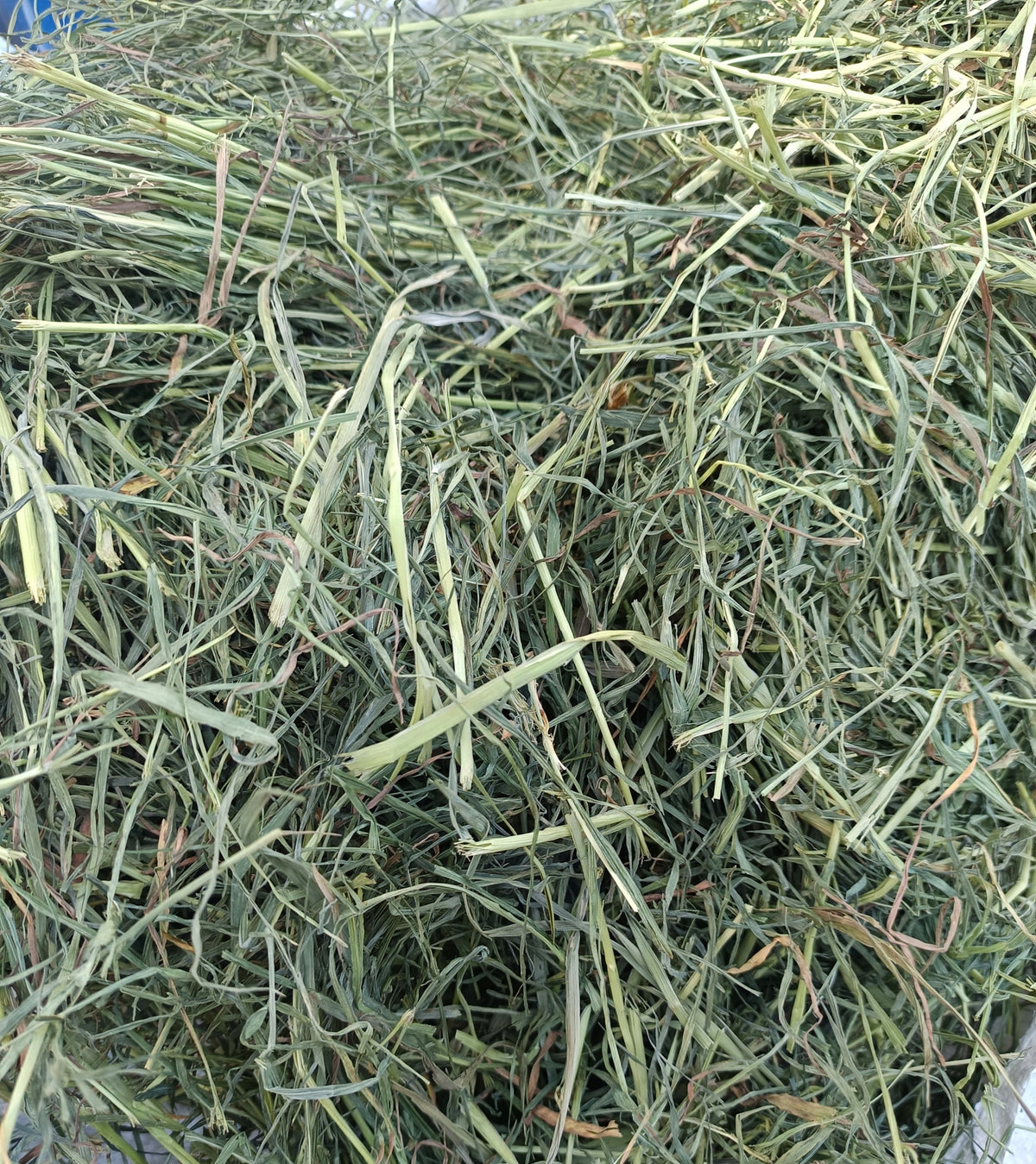 ORGANIC HAY 1KG, THIS YEAR'S FOR GUINEA PIGS, HEALTHY SWATH ECO