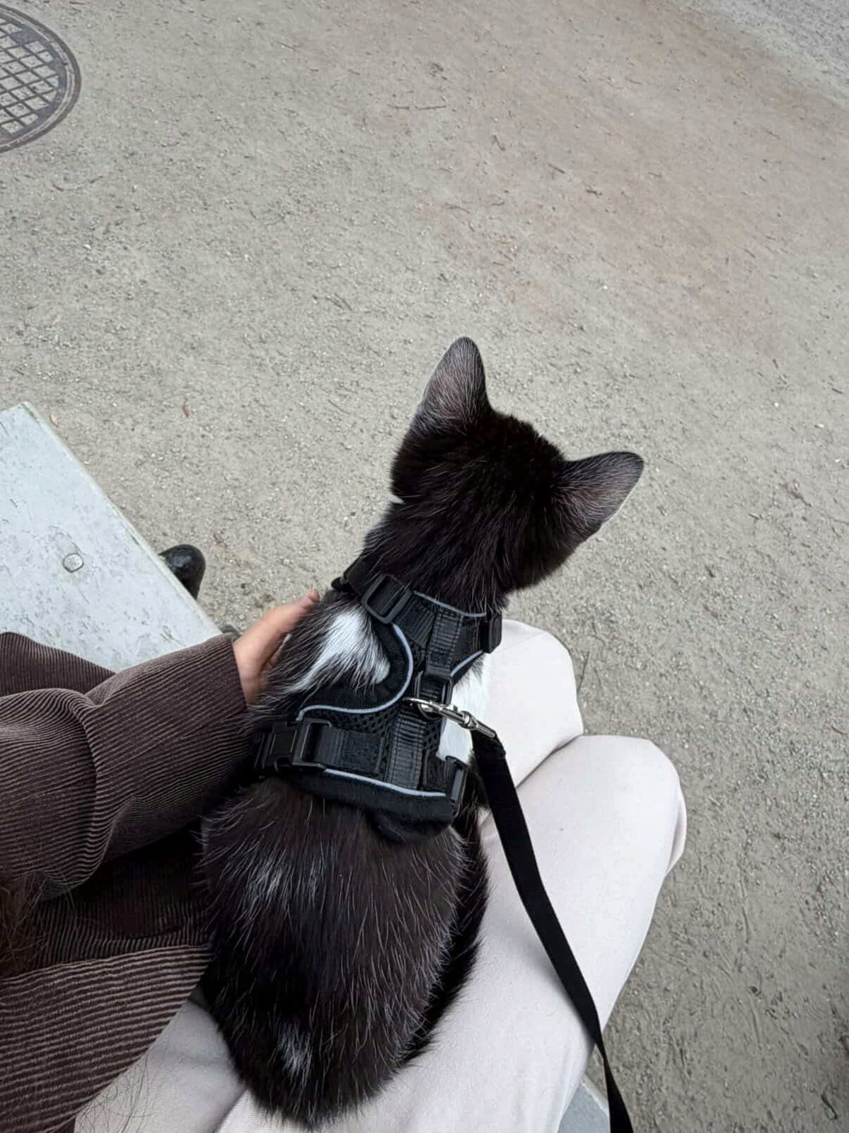 ORIGINAL CAT WALKING HARNESS ADJUSTABLE PRESSURE-FREE + LEASH S Manufacturer code WT-Szelki-KOT-Czarne-S
